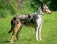 COLLIE PELO CURTO